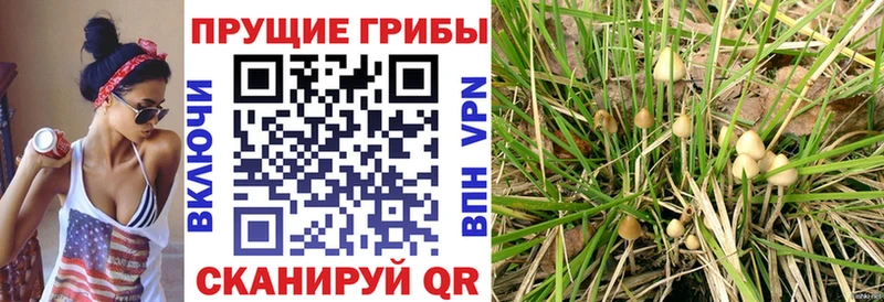 Купить  Серафимович  Псилоцибиновые грибы мухоморы 